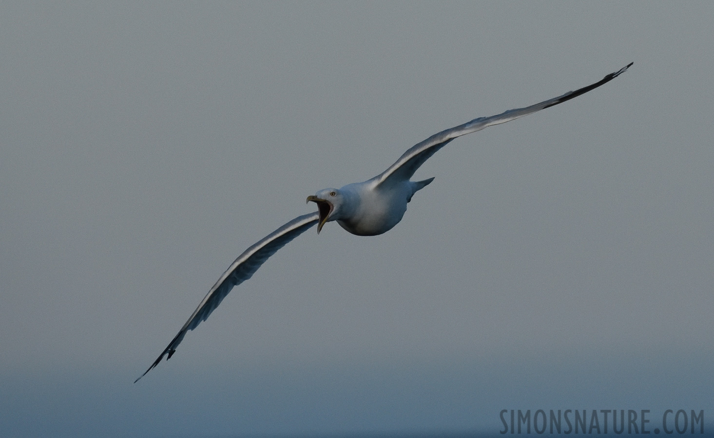 Larus smithsonianus [400 mm, 1/2500 sec at f / 9.0, ISO 2000]